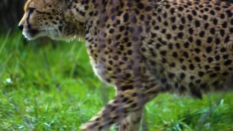 A cheetah close up Stock Footage 270835457