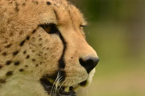 Cheetah up close Stock Photos