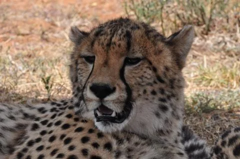 Cheetah close-up Stock Photos