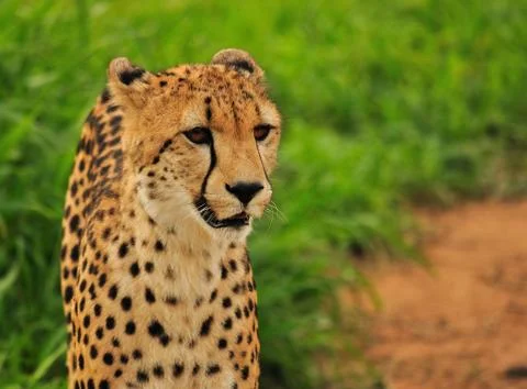 Cheetah Close Up Stock Photos