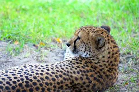 Cheetah close up Stock-Fotos