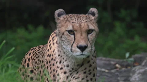 Cheetah Close Up Slow Motion Stock Footage 276952688