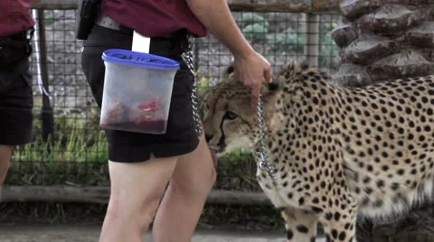 Cheetah close up with a trainer Stock-Footage 50147961