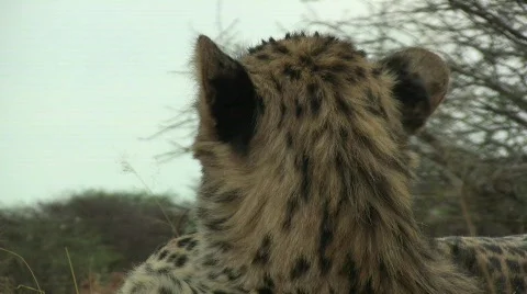 Cheetah Close Up turns at camera Stock Footage 284871