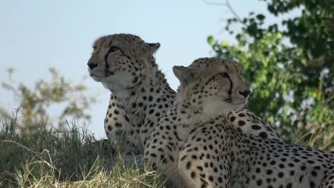 Cheetah Close‑up on two heads; gaze briefly aligns — Part 3 Vidéo 320844964