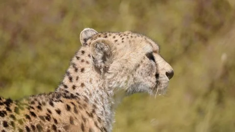 Cheetah Close Up Video Stock Footage 327985724