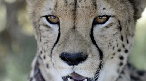 Cheetah closeup Stock Footage 3880082