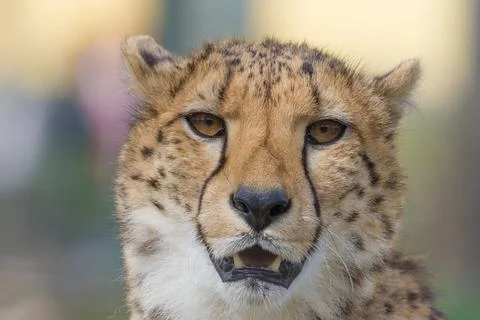 Cheetah closeup Stock Photos