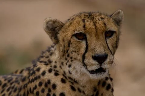 Cheetah closeup Stock Photos