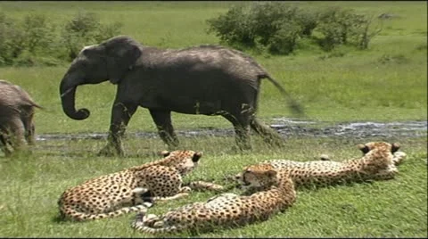 Cheetah Coalition with Elephant Herd Video stock 12384685