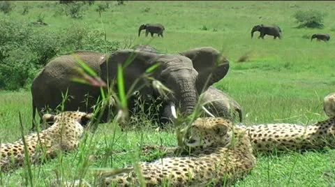 Cheetah Coalition with Elephant Herd Stock Footage 12397541