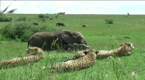 Cheetah Coalition with Elephant Herd Stock Footage 12399131