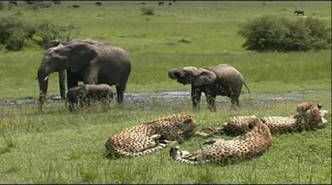 Cheetah Coalition with Elephants Stock Footage 12378634