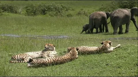 Cheetah coalition with Elephants Stock Footage 12379426