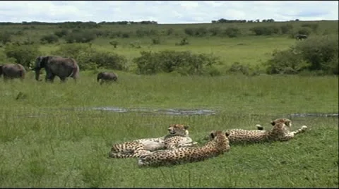 Cheetah Coalition with Elephants Stock Footage 12379438