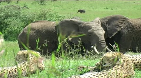 Cheetah coalition with Elephants Stock Footage 12399057