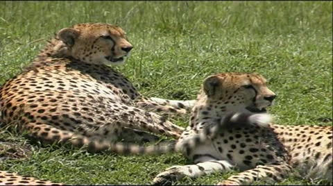 Cheetah Coalition Stock Footage 12362480