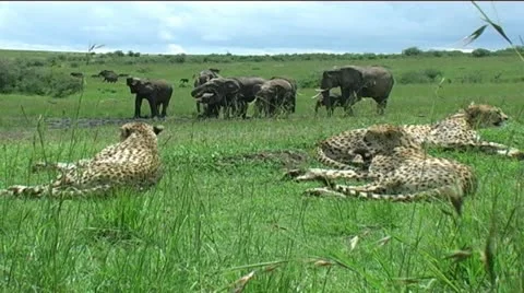 Cheetah Coalition with herd of Elephants Stock Footage 12384480