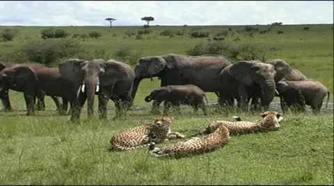 Cheetah Coalition surrounded by Elephant Herd Stock Footage 12384653