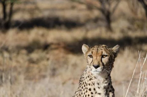 Cheetah in conservation area in Namibia Stock Photos