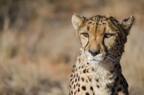 Cheetah in conservation area in Namibia Stock Photos