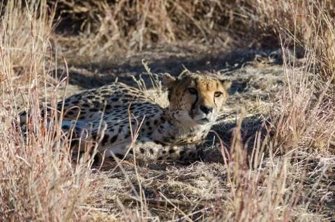 Cheetah in conservation area in Namibia Stock Photos
