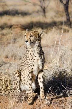Cheetah in conservation area in Namibia Fotos de archivo