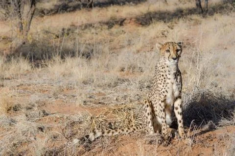 Cheetah in conservation area in Namibia Stock Photos