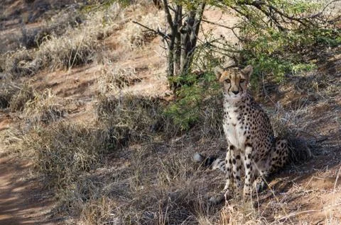 Cheetah in conservation area in Namibia Stock Photos