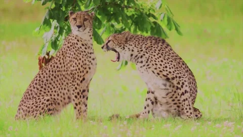 A cheetah couple sitting under a tree Stock-Footage 156535346