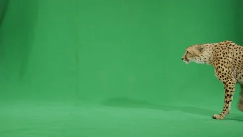 Cheetah crossing back and forth on greenscreen slow motion 1 库存影片 111283218
