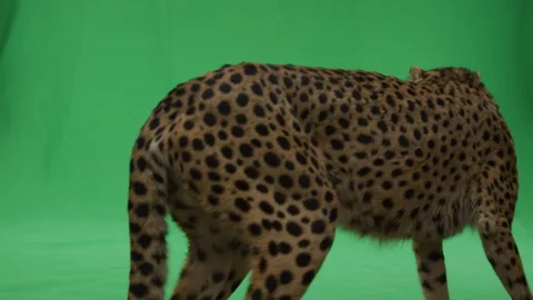 Cheetah crossing back and forth on greenscreen slow motion 2 库存影片 111283563