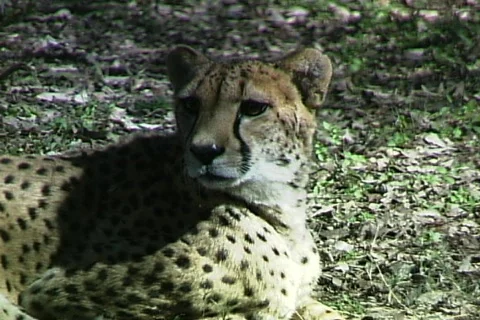 Cheetah-cu 库存影片 816923