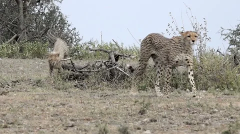 CHEETAH, CUB, AND STUMP 動画素材 48473893