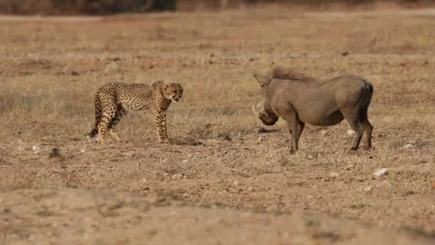 A Cheetah cub attempting to intimidate a warthog 動画素材 344675207