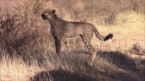 Cheetah cub calling Stock Footage 71329296
