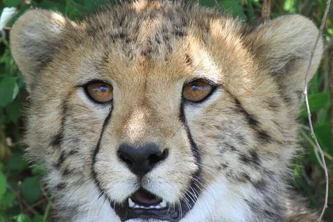 Cheetah cub closeup with safary vehicle reflected in both cheetah eyes Stock Photos