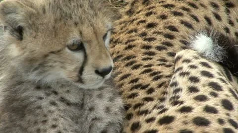 CHEETAH CUB FACE CLOSE Video stock 14281353