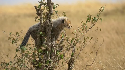 Cheetah cub Stock Footage 87447063