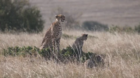 Cheetah cub lays down next to its mother at masai mara- 4K 60p Stock Footage 111751541
