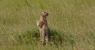 Cheetah Cub In Long Grass Maasai Mara Kenya Africa Stock Footage