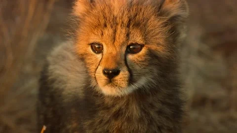 Cheetah Cub Looking On Alert Stock Footage