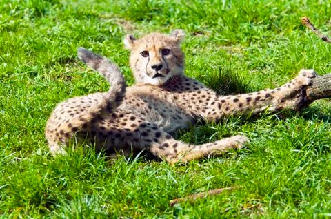 Cheetah cub lying on grass Stock Photos