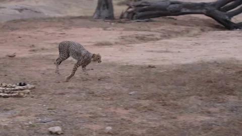 A cheetah cub mock charge a spotted hyena Stock Footage 343150484
