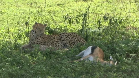 CHEETAH CUB &amp; MOTHER AT KILL Video stock 20592128
