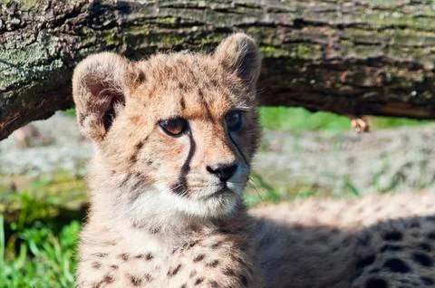 Cheetah cub Stock Photos