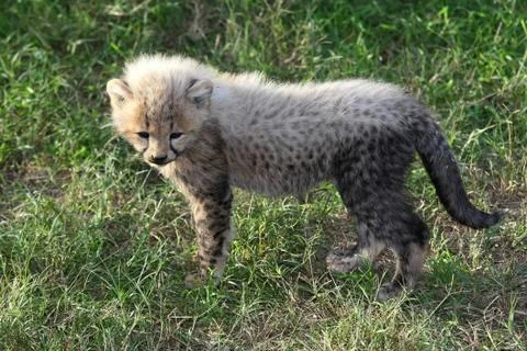 Cheetah Cub Foto stock