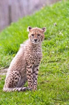 Cheetah cub Stock Photos