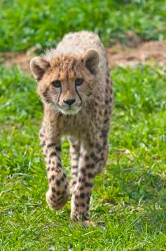 Cheetah cub Stock Photos