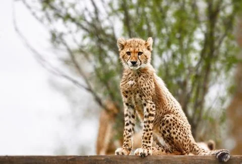 Cheetah cub Stock Photos